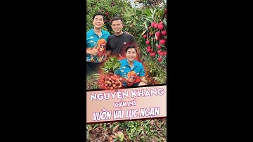 Cùng Nguyên Khang khám phá vườn Vải Lục Ngạn tại Bắc Giang #MCnguyenkhang #vailucngan