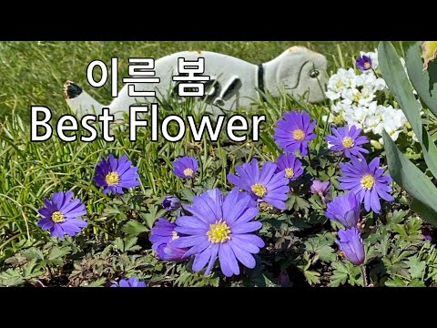 이른 봄 Best Flower, 아네모네 바람꽃 (Anemone blanda/Grecian windflower), Perennial, Early Spring, Gardening
