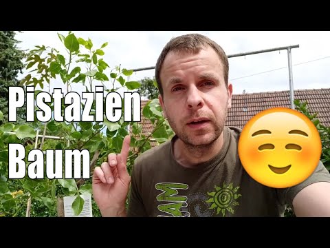 Video: Pflege von Pistazienbäumen - Wie man einen Pistazienbaum züchtet