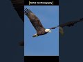 🦅✨ Henry the Bald Eagle Soars Inches Away! | Close-Up Fishing Flight 🌊☀️ in 4K #viral #baldeagles