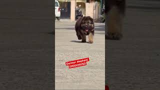 # Bk pet Zone # German shepherd male puppy for sale (8920196052)