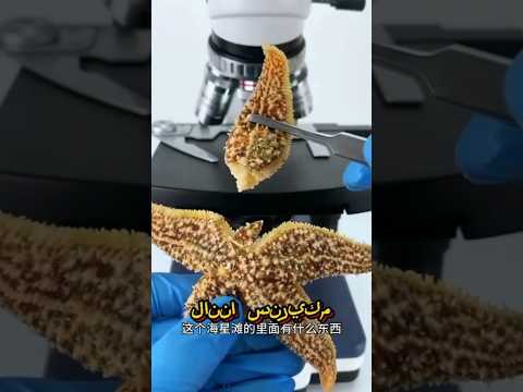 عند وضع نجم البحر تحت المجهر ورؤيته