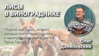 видео: Лисы в винограднике | Проповедь | Олег Данилевский картинка: Лисы в винограднике | Проповедь | Олег Данилевский