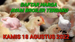 Harga Ayam Broiler Kamis 18 Agustus 2022. 