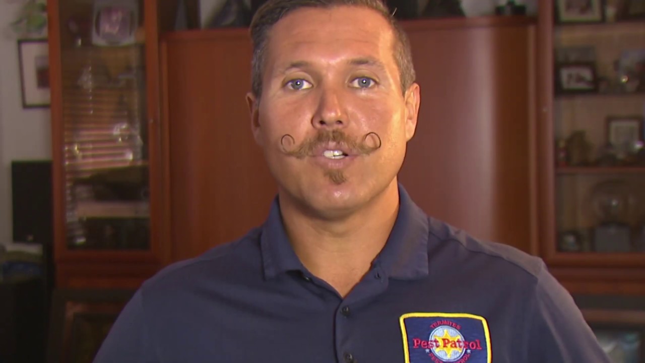 Termite Treatment, Inspections, & Repair - Pest Patrol of San Diego