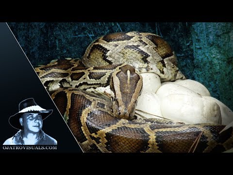 Incubating Burmese Python In Rain 01