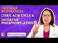 Cellular Respiration Quiz