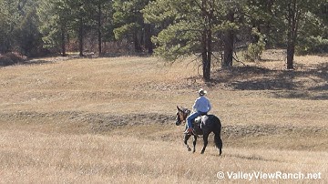 Comets Blue Question - riding in mountain meadow! - ValleyViewRanch.net