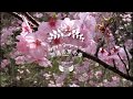 四万十源流の里の桜 Shimanto Genryu no Sato: cherry blossom