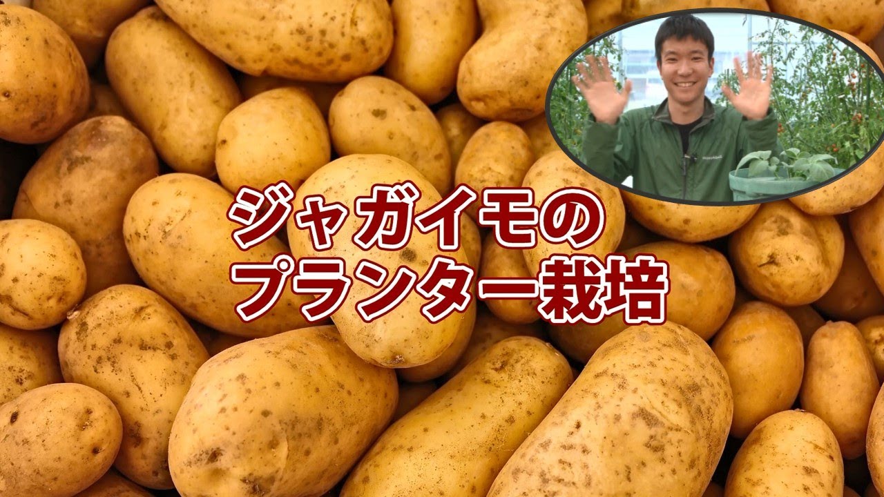 はじめての家庭菜園 ジャガイモのプランター栽培 Youtube