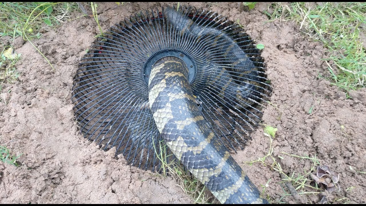 Electric Fan Guard Snake Trap To Catch Huge Snake By A Smart Girl