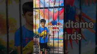 Love birds hand tame birds,Shorts ,Upload youtube videos