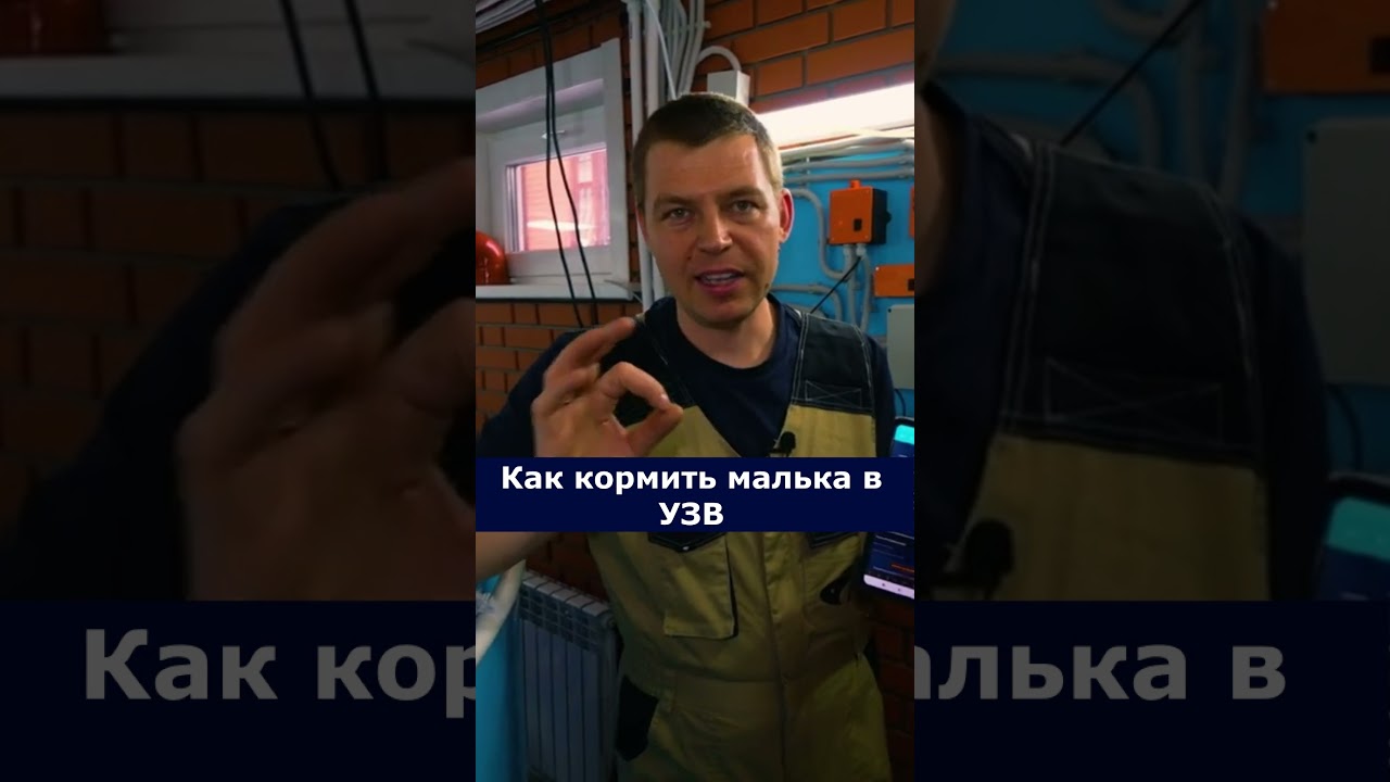 Как кормить малька в УЗВ    