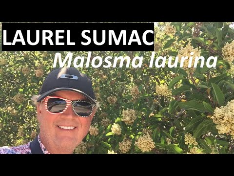 Video: What Is Laurel Sumac: Tips for growing Laurel Sumac In The Garden