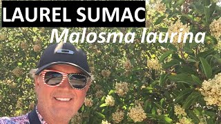 Laurel Sumac - Malosma laurina
