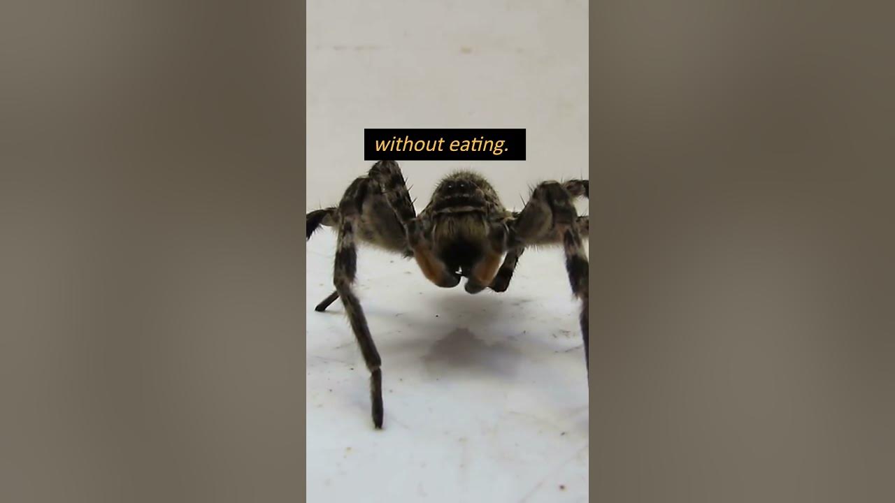 How Long Can Tarantula Spiders Survive Without Food shorts spiders how-long-can-tarantula-spiders-survive-without-food-shorts-spiders
