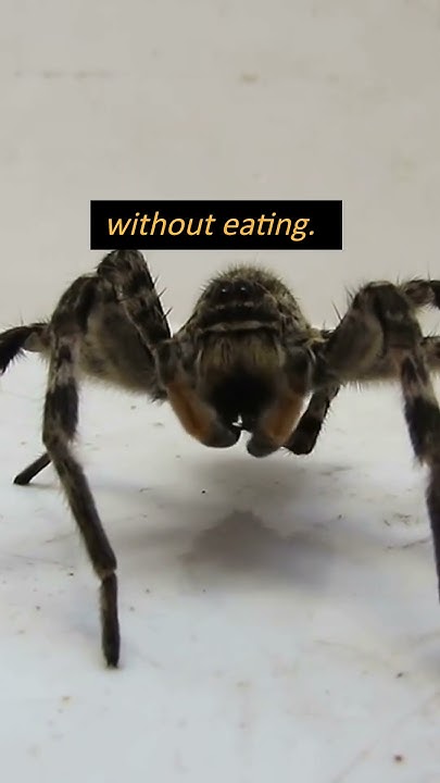 How Long Can Tarantula Spiders Survive Without Food shorts spiders how-long-can-tarantula-spiders-survive-without-food-shorts-spiders