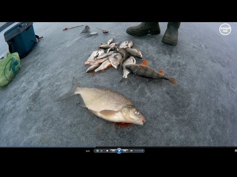 рыбалка на вяче летом