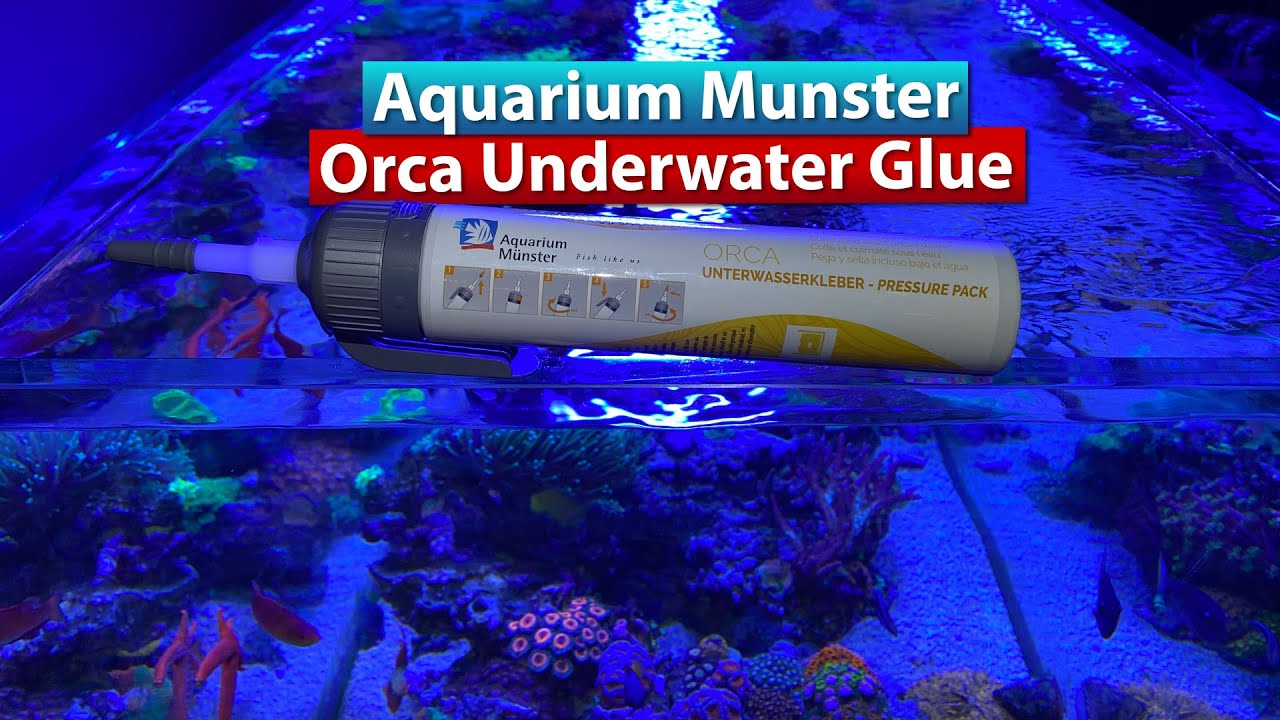 Aquarium Munster Orca Underwater Glue YouTube