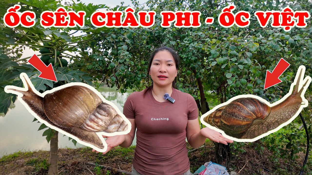 Nuôi ốc sên châu Phi hay ốc Việt? Chọn sai là lỗ nặng!