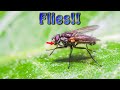 Exploring Flies with Phil