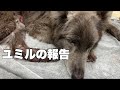 ユミルがショック死する寸前でした【事後報告】