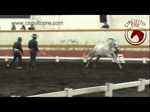 FELINA LGD - YEGUADA DON LUIS GONZALEZ DIEZ (4-1105) - YouTube