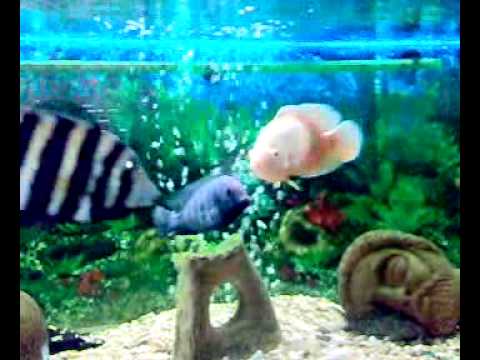 My Tilapia buttikoferi & Oscar Albino - YouTube