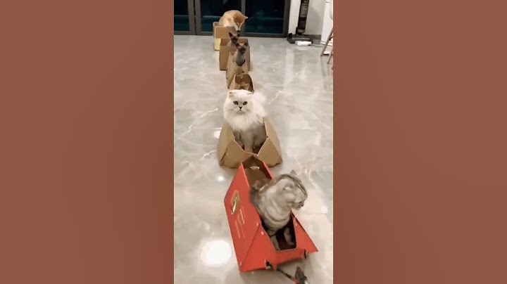 funny cat and dog videos / komik kedi ve köpek videoları