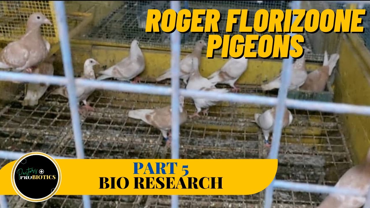 Halagang 1k pesos na mga ibon nagchampion sa iba't ibang loft mga pure Imported Bloodlines pa!