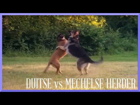 DUITSE vs MECHELSE HERDER