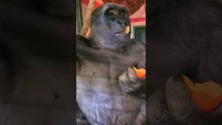 What He Does With The Stem🤣#Gorilla #Eating #Asmr #Satisfying