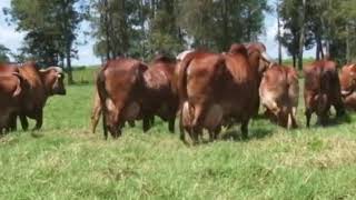 Gayu Na Govadiya Song