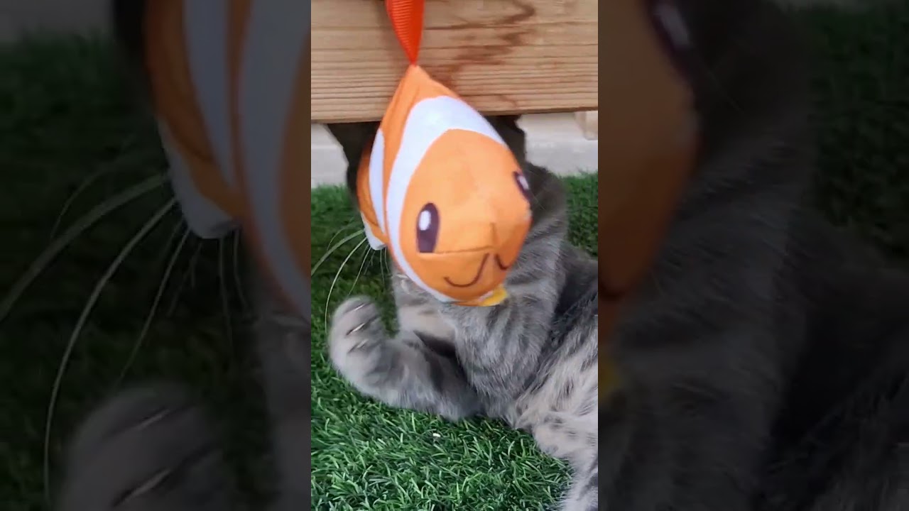 Always look on the fishy side of life.... איפה נמו where's nemo