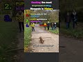 #shorts Most impressive Dog moments
