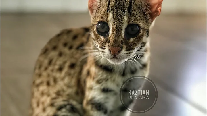 Watch the video about Asian Leopard Cat EAT Chicken