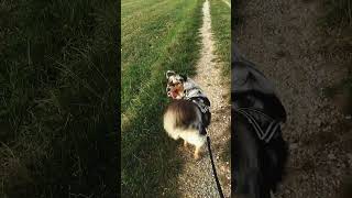 Unsere Canicross Zeit 🐶🐕🐶 macht ihr aucb hundesport oder habt ihr? #dog #dogshorts #youtubeshorts