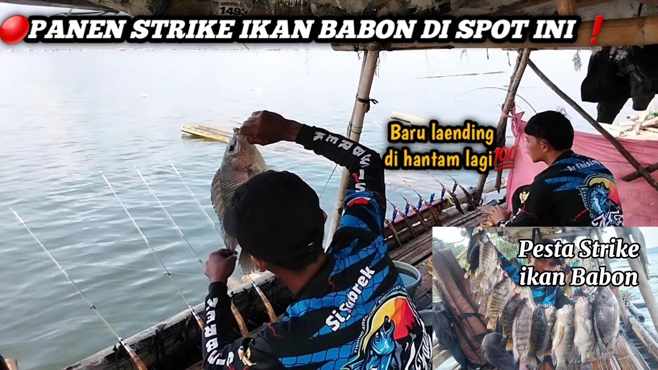 🔴Terbaru Panen Strike Ikan Babon Dispot Ini❗Ngeriii Spot Gudangnya Babon,Mancing jatiluhur Terbaru