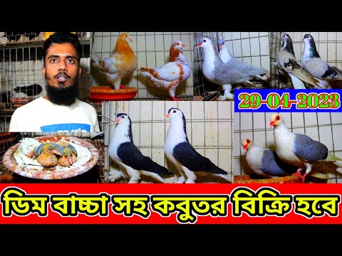 ডিম বাচ্চা সহ সীমিত দামে ফেন্সি কবুতর কিনুন | কোয়ালিটি ফুল কবুতর বিক্রি হবে