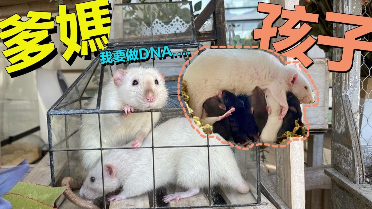 两只白鼠生了一窝纯黑的!这真的是亲生的吗?哪里出了问题?|走南養老院 - YouTube