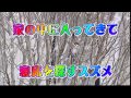 Ep16 家の中に入ってきて寝床を探すスズメの「ペンギン」