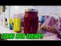 "How-To" | Cure Coon Shrimp For Salmon & Steelhead Fishing Bait
