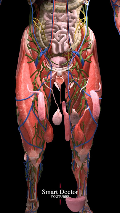 Anatomy of the Male Repr0-ductive System ♂️✨