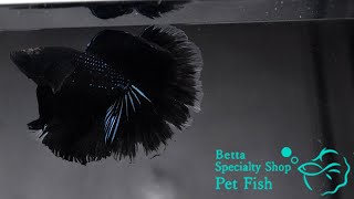 ベタ 熱帯魚 生体 ショーベタ スーパーブラック オス ブラック系1144