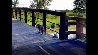 An Encounter With a Bobcat Family in Fish Creek Park, Calgary, Alberta, Canada