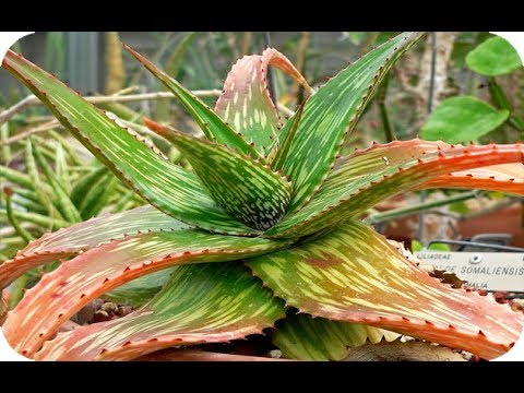cama Ciudadanía azafata tipos de Aloe vera para decorar tu casa ! - YouTube