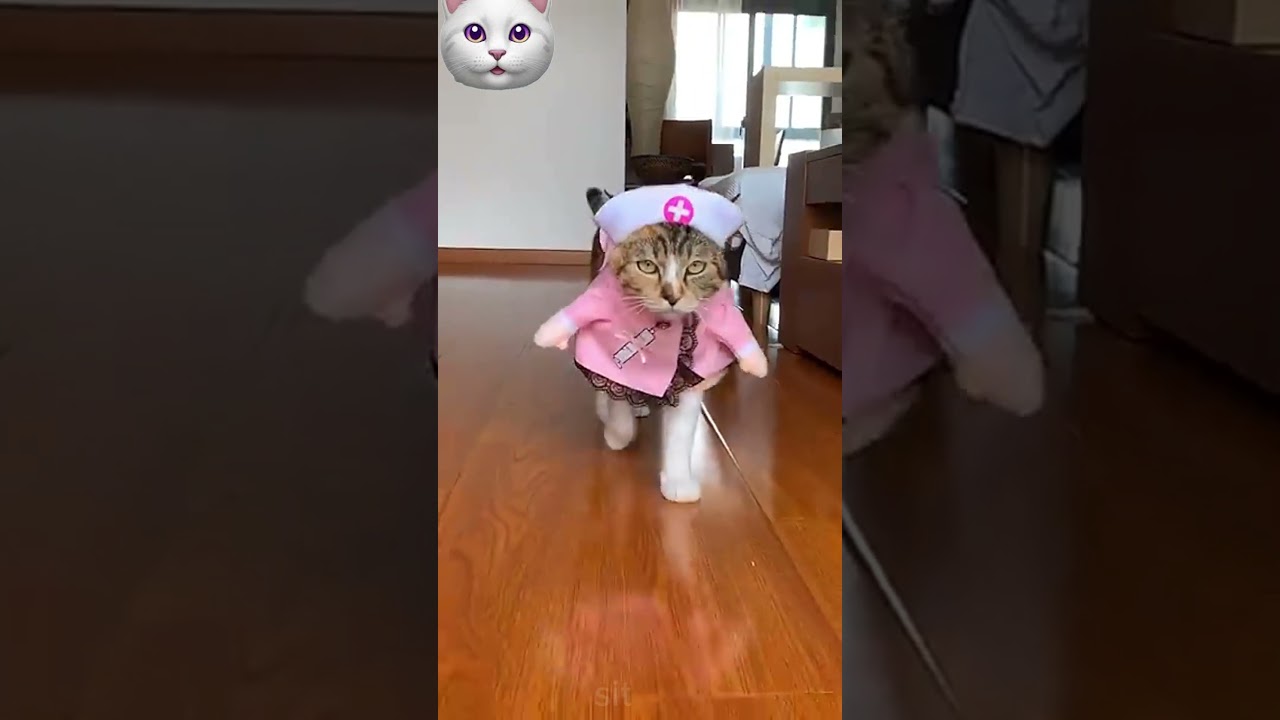 Cat walk  in costumes🐈🐈‍⬛|| 