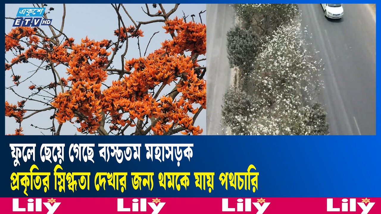 নীল কাঞ্চন, জারুল ও পলাশে সজ্জিত ঢাকা-ময়মনসিংহ রুট  | Ekushey TV