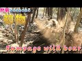 【狩猟Season5】新年☆初物ゲット☆Rampage wild boar