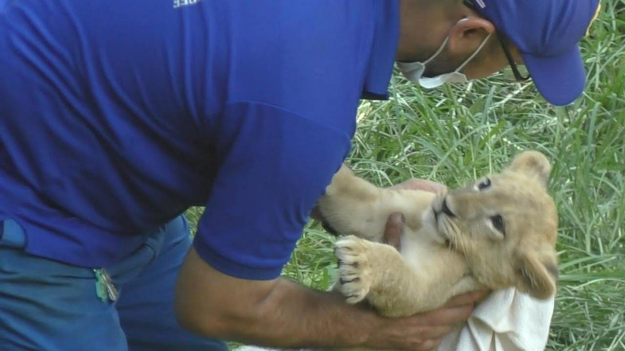 とっても甘えん坊なライオンの赤ちゃん（クレイ君）とべ動物園にて